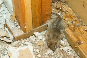 The last thing you want in your house walls is a rat.