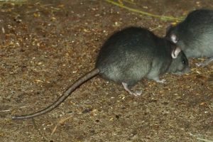1280px-Roofrat_hagenbeck_01