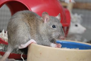 agouti_pet_rat